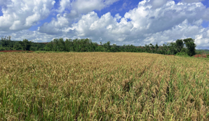 農(nóng)業(yè)產(chǎn)業(yè)